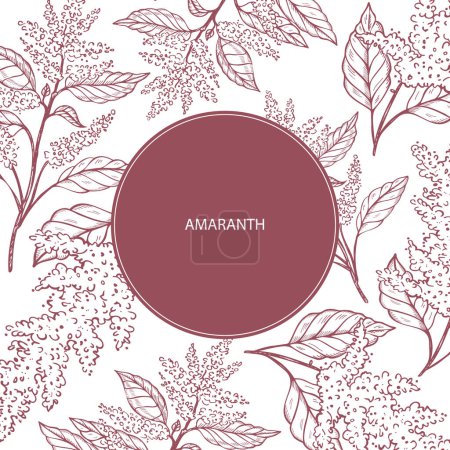 Illustration for Amaranth label template background for text. Flower and branch of amaranthus plant vector illustration with engraved. Super food, healthy nutrition, grains. For label, packaging, card, paper, design - Royalty Free Image