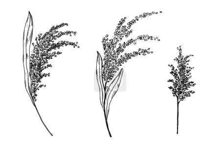 Illustration for Millet ears plant hand drawn, vector, illustration on isolated background. Set with branches of bulrush harvest grain, healthy grass food,cereal,agriculture for logo, print, design, label, wrapping - Royalty Free Image
