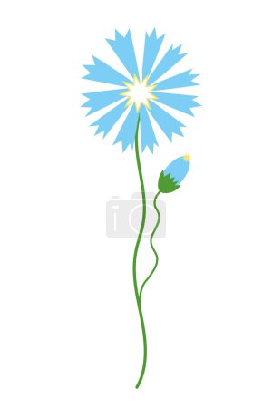 Illustration for Cornflower wildflower hand drawn flat vector illustration isolated background. Wild blue flower design element for print, card, postcard, logo.Plants and nature, Knapweed Day - Royalty Free Image