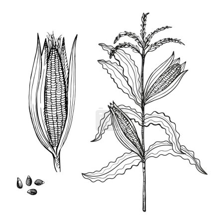 Ilustración de Oído boceto de maíz dibujado a mano tinta vintage ilustración vectorial grabado. Dibujo mazorca de maíz, granos, diseño de ramas de plantas de cereales para cultivos agrícolas, cosecha, alimentos saludables, campo de maíz, copos de maíz - Imagen libre de derechos