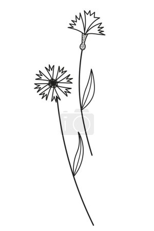 Ilustración de Cornflower Wildflower bosquejo ilustración vectorial dibujado a mano fondo aislado. Elemento de diseño de flor azul salvaje para imprimir, tarjeta, postal, logo.Plantas botánicas y naturaleza, Knapweed Day, hierba médica - Imagen libre de derechos