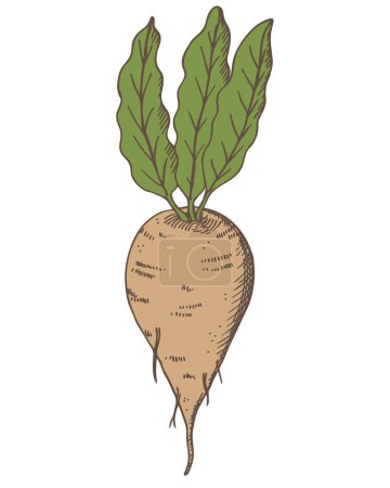 Sugar beet hand drawn engraved sketch vector illustration with sweet root plants sugar vegetables for print, logo, card, design template, label. Agriculture healthy food, ingredient, beetroot harvest