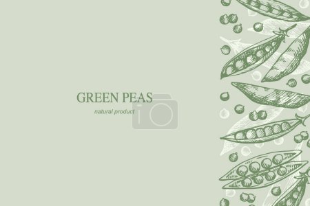 Green peas card hand drawn sketch engraved pea plant vector illustration template background for text. Design border with whole beans pea, healthy food, harvest, agriculture for label, print, wrapping