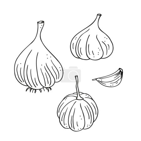 Garlic plant ink sketch hand drawn vector illustration on isolated background.  Drawn background set of garlic spices herbs, vegetable harvest, organic food, ingredient for logo, label, icon, paper