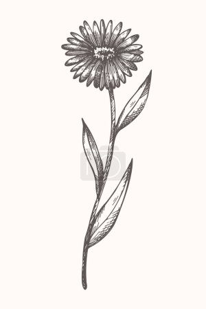 Illustration for Calendula plant ink sketch with engraving hand drawn vector illustration. Drawing of medicinal herbal daisy flower, botanical art graphic for tea, organic cosmetic, medicine aromatherapy, logo, label - Royalty Free Image
