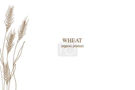 Wheat ears sketch of dried whole grains of heap. Cereal harvest, agriculture, organic farming, baking, food . Background banner for text design with ears of wheat, hand drawn vector illustration 
