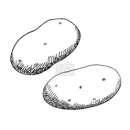 Kartoffelskizze handgezeichnet Tusche Fruchtpflanze Vektor Illustration isolierten Hintergrund. Ziehen von süßen, frisch gestochenen Gemüsekartoffeln. Gestaltungselement für Lebensmittelzutaten, Landwirtschaft, Landwirtschaft