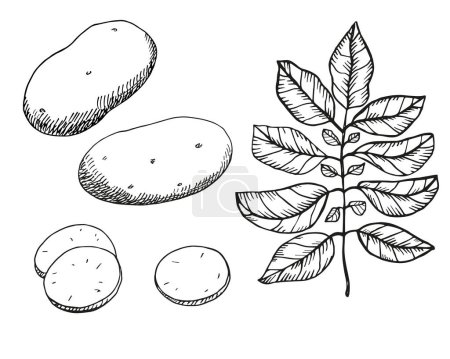 Kartoffelpflanzentusche skizzieren handgezeichnete Früchte, Blätter, Kartoffelscheiben. Vektorillustration auf isoliertem Hintergrund. Zeichnen süßes frisches Gemüse graviert, Gestaltungselement für Lebensmittelzutaten, Landwirtschaft