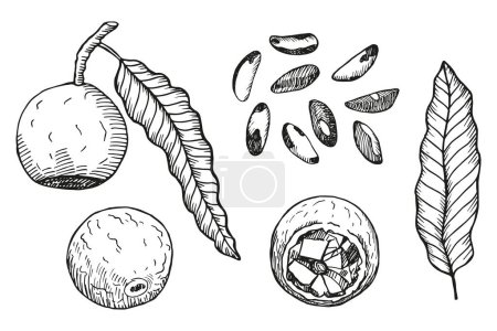 Esbozo dibujado a mano de nuez brasileña sobre fondo aislado. Set grabado con frutos secos, hoja, flor, fruta, rama. Producto ecológico, alimentos, aceite. Diseño para tarjeta, impresión, papel, receta, menú, etiqueta, embalaje 