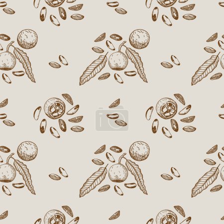 Brazil nut seamless pattern with fruit, tropical plant Bertholletia. Vintage repeating background with engraved sketch nuts. Healthy food, ingredient. Design for print, wrapping, card, paper, textile