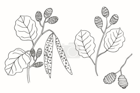 Alder branch sketch hand drawn forest plant with fruit, leaves, vector illustration isolated background. Botanical line art graphic for print, label, logo, sign. Organic tea, cosmetic, spa, medical