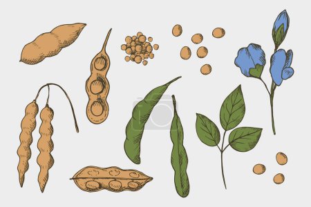 Soybean drawn plant set on an isolated  background. Vector illustration of bean,stems soya plant and flower soy. Healthy food,natural protein, seed harvest. For print, label, template, paper, card