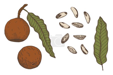 Brazilian nut hand drawn sketch on isolated background. Engraved set with nuts, leaf, flower, fruit, branch. Organic product, food, oil. Design for card, print, paper, recipe, menu, label, packaging