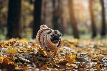 Téléchargez les photos : Un chiot carlin heureux traverse le feuillage d'automne dans le parc. - en image libre de droit