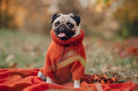Foto de Perro pequeño en la naturaleza. Lindo pug en un suéter caliente camina en el parque de otoño. - Imagen libre de derechos