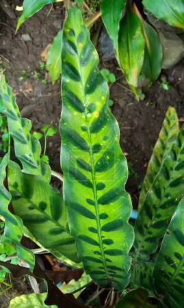 Foto de Calathea lancifolia (planta de serpiente de cascabel). Esta planta tiene hojas verdes, fuertemente marcadas arriba con manchas oscuras, púrpura abajo. Es nativa de Brasil y se utiliza como planta de interior en regiones templadas. - Imagen libre de derechos