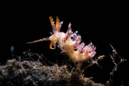 Téléchargez les photos : Macro shot de limace marine, vie sous-marine dans les récifs coralliens - en image libre de droit