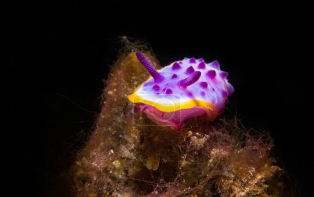 Macro shot of sea slug, underwater life in coral reefs