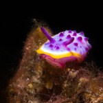Macro shot of sea slug, underwater life in coral reefs