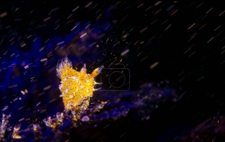 Téléchargez les photos : Macro shot de limace marine, vie sous-marine dans les récifs coralliens - en image libre de droit