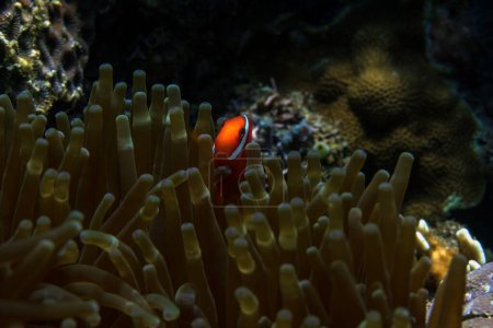 Téléchargez les photos : Close-up view of clownfish chilling on his anemone - en image libre de droit