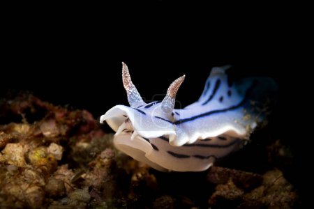 Photo for Chromodoris willani, commonly known as Willan's chromodoris, is a species of sea slug, a dorid nudibranch, a shell-less marine gastropod mollusk in the family Chromodorididae. - Royalty Free Image