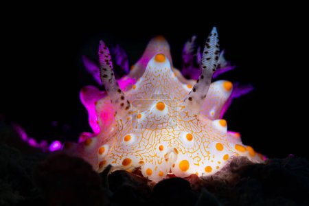 Téléchargez les photos : Chromodoris willani est une espèce de limace de mer, une nudibranche doride, un mollusque gastéropode marin sans coquille de la famille des Chromodorididae.. - en image libre de droit