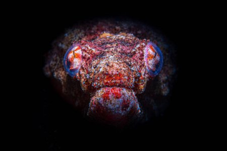 Foto de The bearded scorpionfish hunting in the dark at coral reefs - Imagen libre de derechos