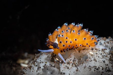 Photo for Favorinus tsuruganus is a species of aeolid nudibranch, a sea slug. It is a marine gastropod mollusk in the family Facelinidae - Royalty Free Image
