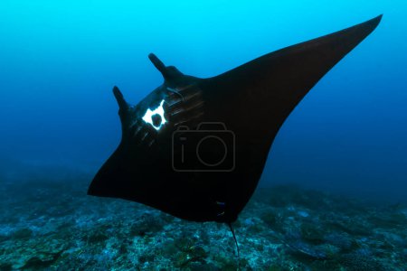 Foto de El Arrecife Manta Ray (Mobula alfredi) es una de las especies marinas más grandes y emblemáticas. Buceo Nusa Penida Manta Point en Bali, Indonesia - Imagen libre de derechos