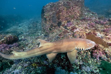 Foto de Chiloscyllium griseum es una especie de tiburón de la familia Hemiscylliidae. Buceo Nusa Penida Manta Point en Bali, Indonesia - Imagen libre de derechos