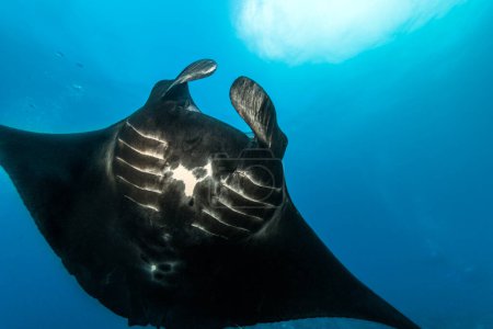 Foto de El Arrecife Manta Ray (Mobula alfredi) es una de las especies marinas más grandes y emblemáticas. Buceo Nusa Penida Manta Point en Bali, Indonesia - Imagen libre de derechos