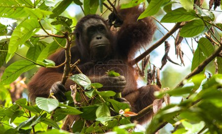Foto de Orangután gran mono sentado en la selva de Borneo - Imagen libre de derechos