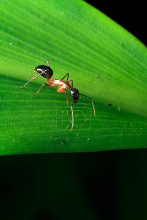 Foto de Macro shot of red wood ant in natural environment - Imagen libre de derechos
