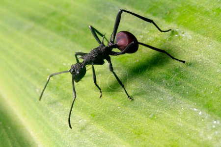 Téléchargez les photos : Macro shot of red wood ant in natural environment - en image libre de droit