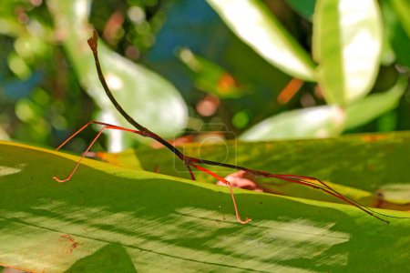 Photo for Close-up view of walking stick insect or phasmatidae on the leaf - Royalty Free Image