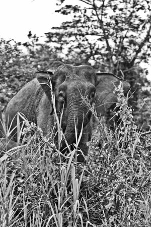 Téléchargez les photos : Grand éléphant d'Asie debout dans le marais et pâturage herbe verte fraîche - en image libre de droit
