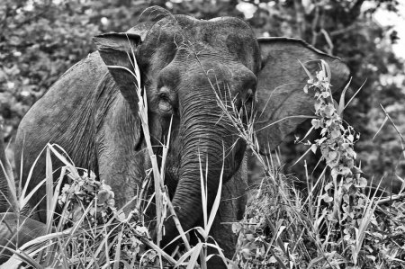 Téléchargez les photos : Grand éléphant d'Asie debout dans le marais et pâturage herbe verte fraîche - en image libre de droit