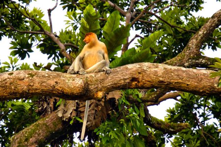 Proboscis monkey on the tree in Borneo, Malaysia