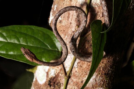 Foto de Snake in the wild of Borneo at Malaysia - Imagen libre de derechos