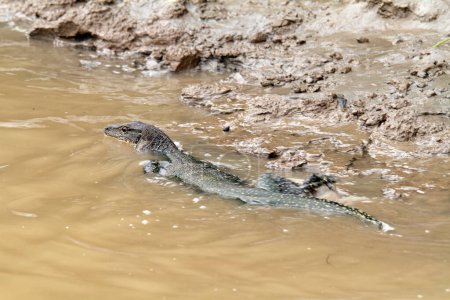Téléchargez les photos : Dragon Komodo marchant sur le sable près de la rivière - en image libre de droit