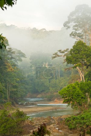 Luftaufnahme des primären Regenwaldes von Borneo