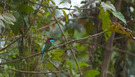 Foto de Blue-throated bee-eater bird on the tree branch in tropical forest - Imagen libre de derechos