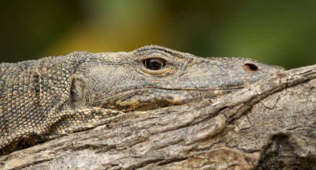 Téléchargez les photos : Vue rapprochée du dragon Komodo couché sur le sable - en image libre de droit