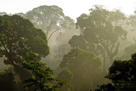 Vista aérea de la selva tropical primaria de Borneo