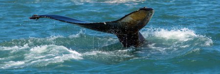 Foto de Humpback whale diving, tail out of the sea - Imagen libre de derechos