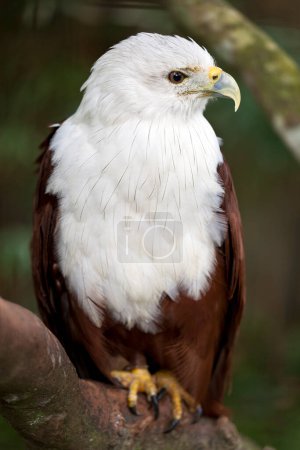 Photo for Close-up view of fish eagle in Bali, Indonesia - Royalty Free Image