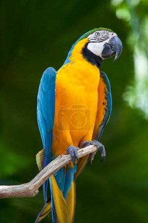 Foto de Beautiful colorful parrot sitting on the tree in tropicla forest - Imagen libre de derechos