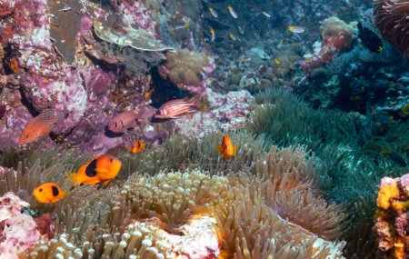 Foto de Amphiprion ephippium, también conocido como anemonefish, es un pez marino perteneciente a la familia Pomacentridae. Islas Similares, Tailandia - Imagen libre de derechos