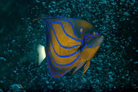 Téléchargez les photos : Le poisson-ange bicolore est une espèce marine de poisson, facilement reconnaissable à sa queue jaune, à la moitié avant jaune de son corps et à l'arrière bleu avec des motifs bleus au-dessus et autour de l'œil. - en image libre de droit
